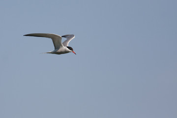 Adult common tern (Sterna hirundo)