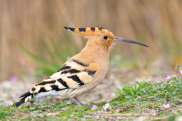 Hoopoe