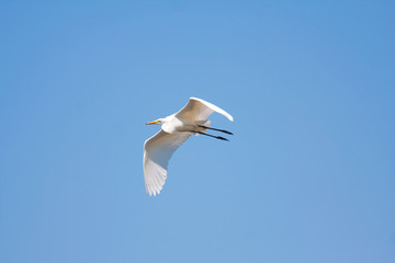 Great egret