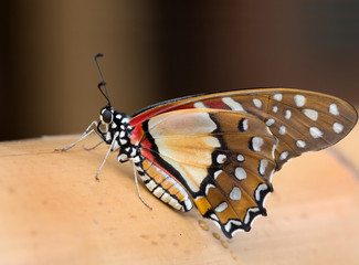 Graphium angolanus