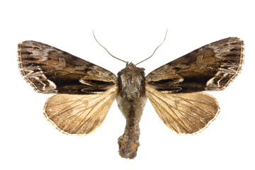 Hyppa rectilinea