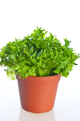 Fototapeta premium cos lettuce