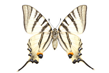 Naklejka premium Iphiclides podalirius