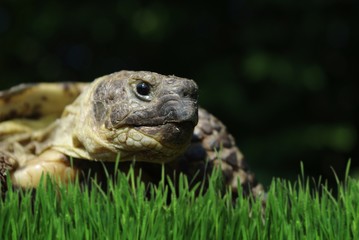 grassland tortoise