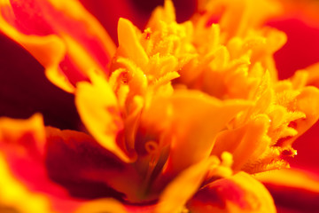 Fototapeta na wymiar close-up flower