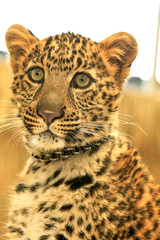 African Spotted Leopard