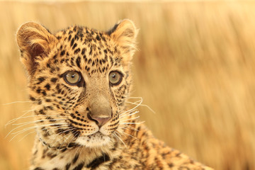 African Spotted Leopard