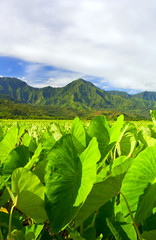 Bright leaves of the taro fields in Hanalei Kauai