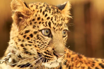 Foto op Canvas Afrikaanse gevlekte luipaard © JEANNE