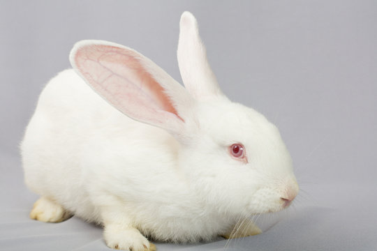 White rabbit on a gray background