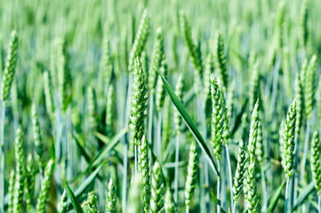 Wheat field