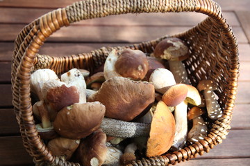 Beginn der Pilzsaison