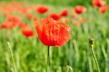 Obraz premium Poppy in a field