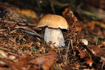 Fototapeta premium mushroom1