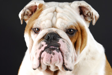 english bulldog