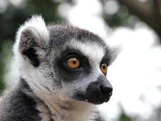 Lemur close-up