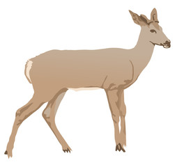 Faune - biche