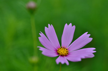 Obraz premium コスモス