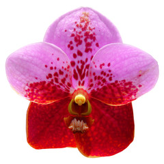 Orquídea Lila de Tailandia