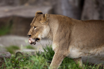 Fototapeta na wymiar Afryki lwica