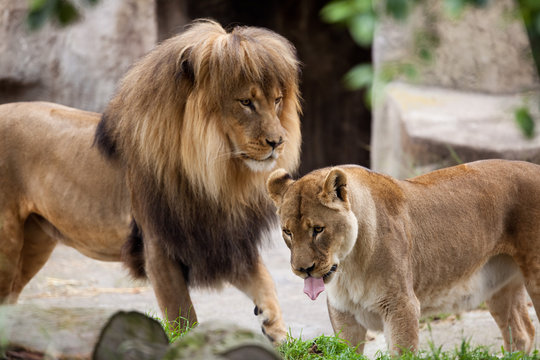 Photograph depicts a playful African Lion and Lioness