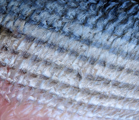 fish skin