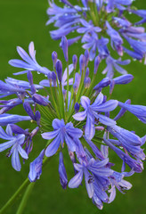 Agapanthus africanus © farbkombinat
