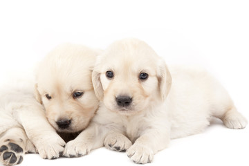 Two beautiful puppies