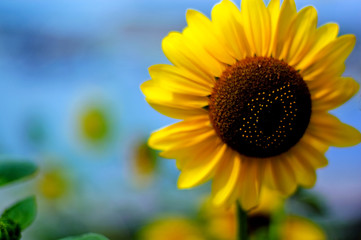 Sunflower on a farm