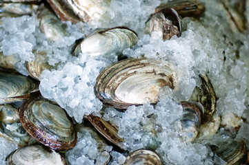Oysters on ice