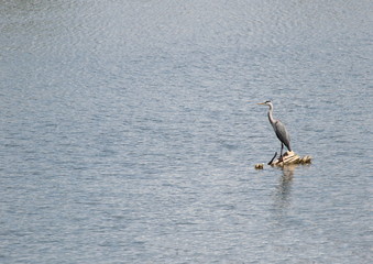 Heron