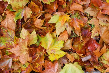 Leaves