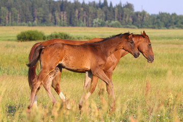 Obraz na płótnie Canvas horses in field
