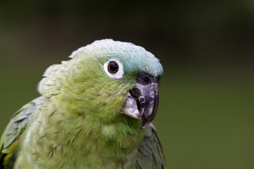 Blaustirnamazone