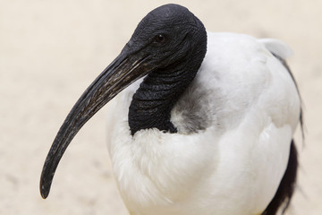 Ibis