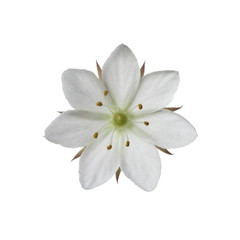 Obraz na płótnie Canvas Arctic Starflower - Trientalis europaea