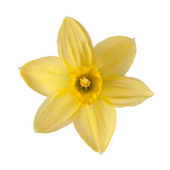 Fototapeta na wymiar yellow daffodil