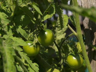 Tomates vertes