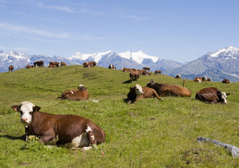 Fototapeta na wymiar troupeau de vaches devant la montagne