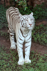 Plakat Biały tygrys