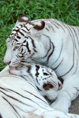 white tiger