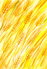 Background with corn.