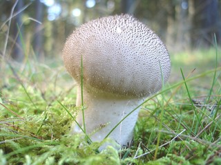 Stäubling