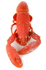 homard sur fond blanc