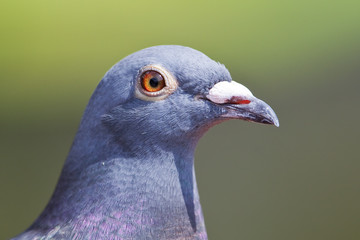 Taubenportrait
