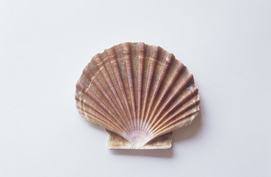 Muschel Shell