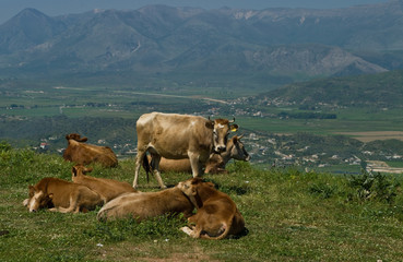 Albanian cows
