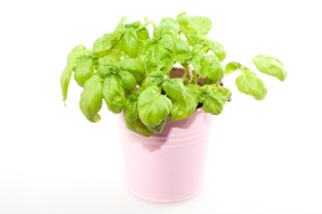 Basilikum in rosa Metallübertopf