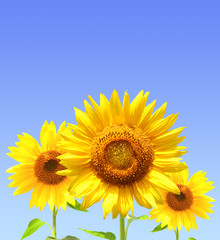 Sunflowers