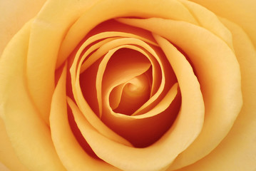 inside of the rose
